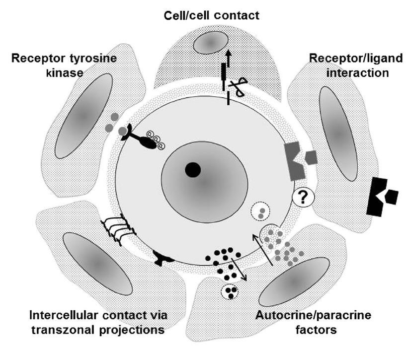 Oocyte Granulosa Cell interactions From GAMETES, FERTILIZATION AND EMBRYOGENESIS.