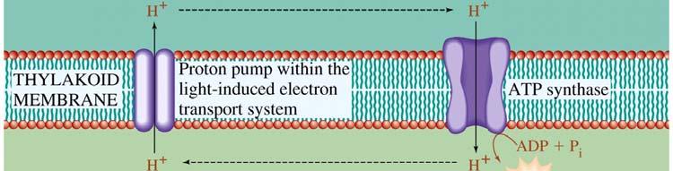Electron transport and phosphorylation are driven by