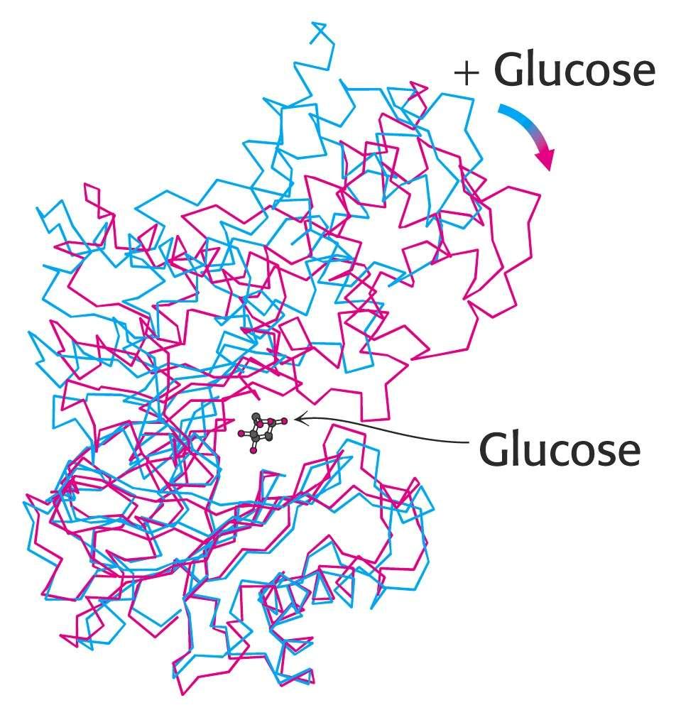 Induced fit in hexokinase Conformation changes on binding glucose,