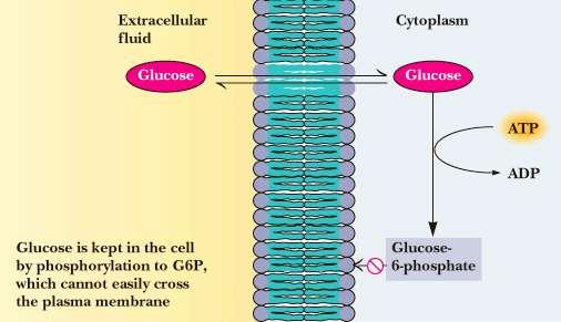 Glucokinase found in liver high K m (~10 mm) for glucose not inhibited by