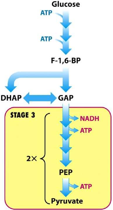Glycolysis - stage 3 Energy extracted 2x2 ATP