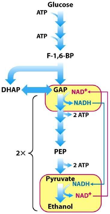 Maintaining Redox Balance NAD + must be regenerated for glycolysis to