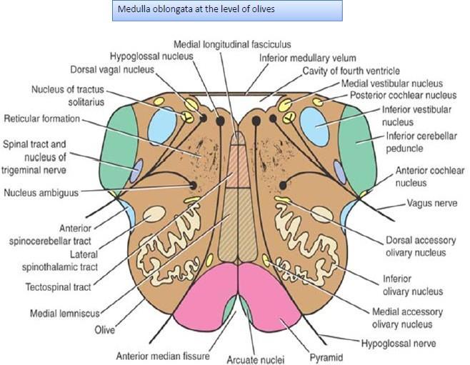 The third level is the level of olives: 1- The cavity of this section is inferior part of 4 th ventricle (open medulla), behind it is the cerebellum.