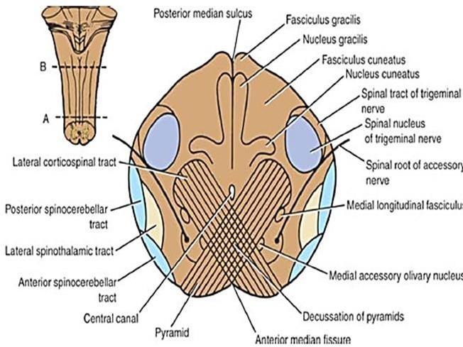 The lower part of it (the lower triangle) is the part that is related to medulla oblongata.