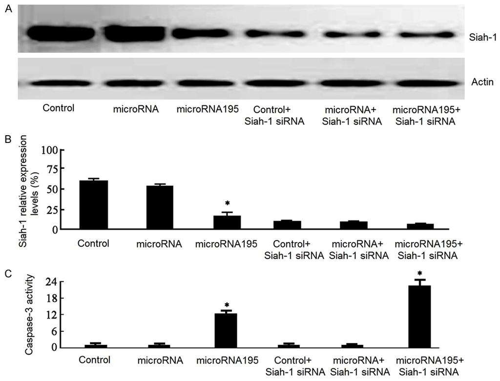 Figure 5. Siah-1 knockdown enhanced mir195 induced SW620 cell apoptosis. *P < 0.05, compared with blank control.