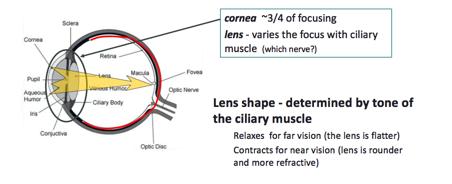 A bit of optics of vision Note: CNIII Note: Lens and cornea act to produce a clear image of the visual world on the retinal photoreceptor layer.