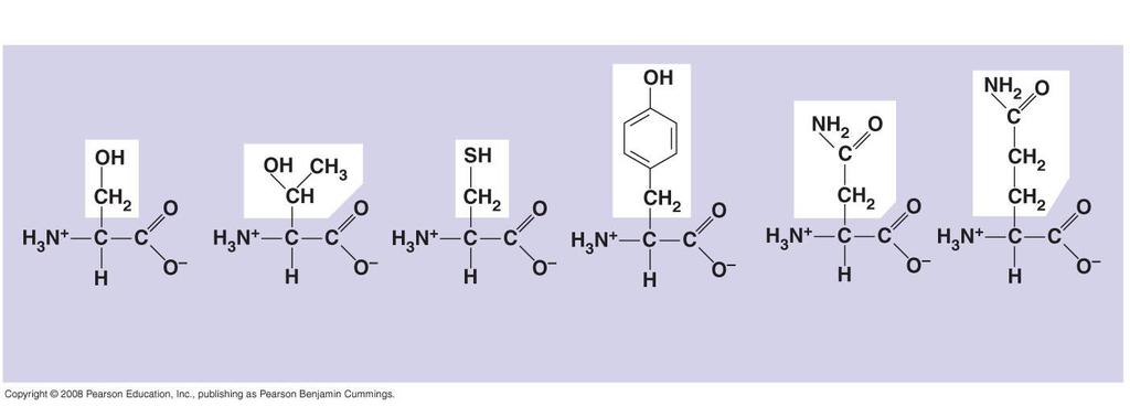 Fig. 5-17b Polar Serine (Ser or S) Threonine (Thr or T) Cysteine