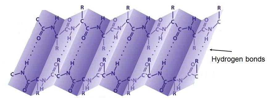 3. Beta- sheets (pleated-sheet structures) results from the alignment of the polypeptide backbone aside one another.