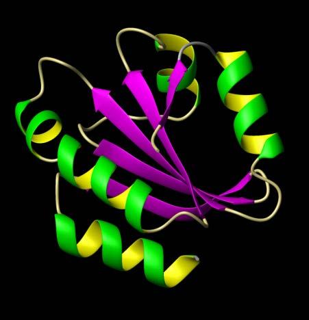 The tertiary structure is determined by the sequence of amino acids in the