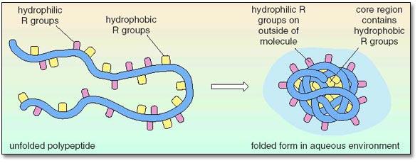 hydrophobic ones will be situated within the protein molecule.