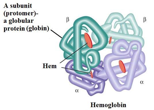 Quaternary protein structure - refers to the regular association of two or more polypeptide chains to form a complex (olygomer).