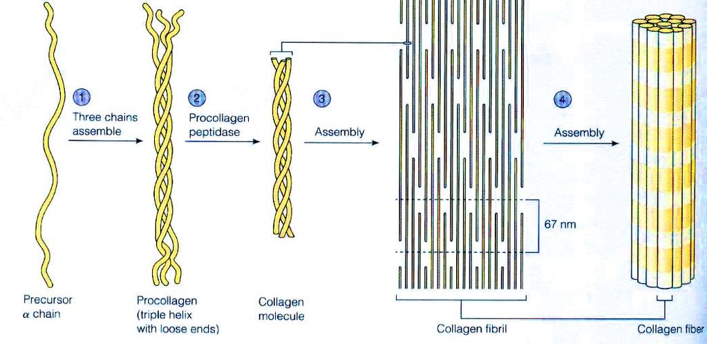 The basic structural unit of collagen is tropocolagen (280 nm long, 1.5 nm wide), which polymerize to form collagen fibrils.