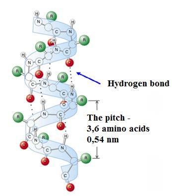 The formation of the alpha-helix is spontaneous and is stabilized by hydrogen bonds.