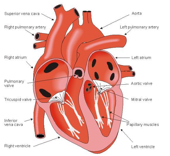 1. The aortic root 1.1 The heart 1.1.1 Anatomy and physiology of the heart The cardiovascular system consists of a close circuit: heart, arteries, arterioles, capillaries, venules and veins.