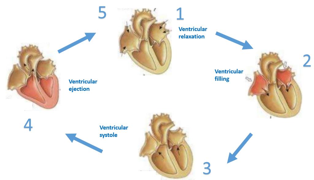Figure 1.2: Scheme illustrating the cardiac cycle phases.