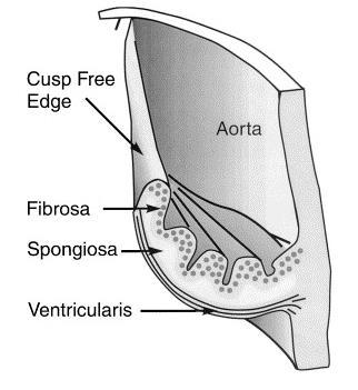 Figure 1.8: A cutaway through the leaflet and aortic wall showing the internal configuration of the fibrosa, spongiosa and ventricularis. 1.2.