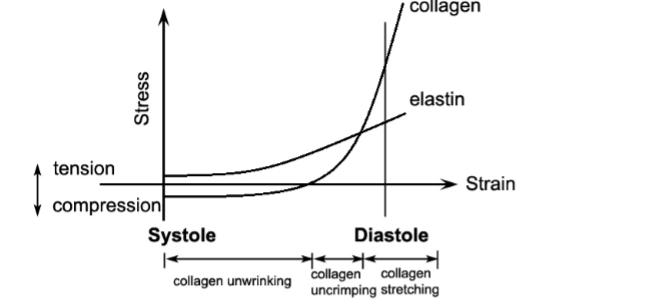 Figure 1.11: Mechanical behaviour of elastin and collagen.