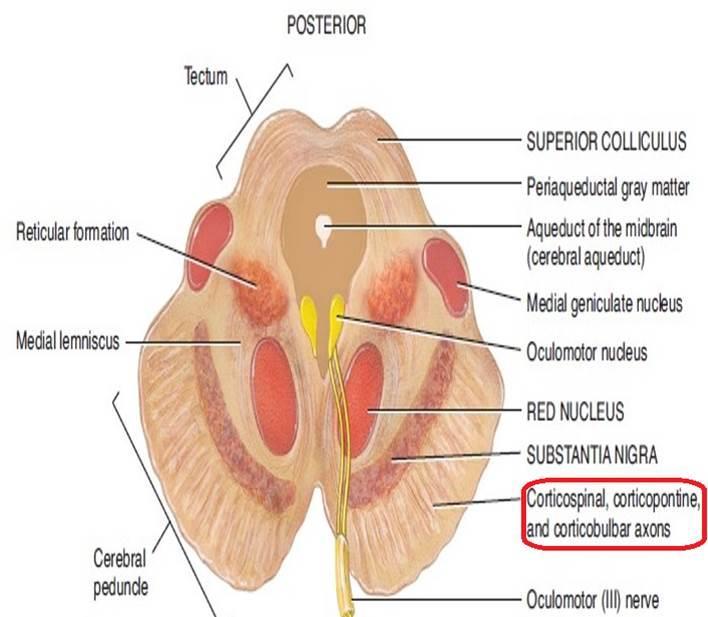 Central Tegmental Tract: Directly anterior to the floor of the 4th ventricle.