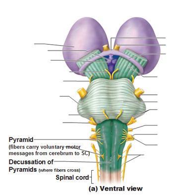 The most medial part of the medulla is the anterior median fissure. Moving laterally on each side are the pyramids.