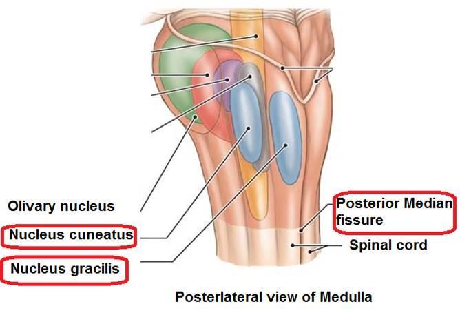 The most medial part of the medulla is the posterior median fissure. Moving laterally on each side is the fasciculus gracilis.