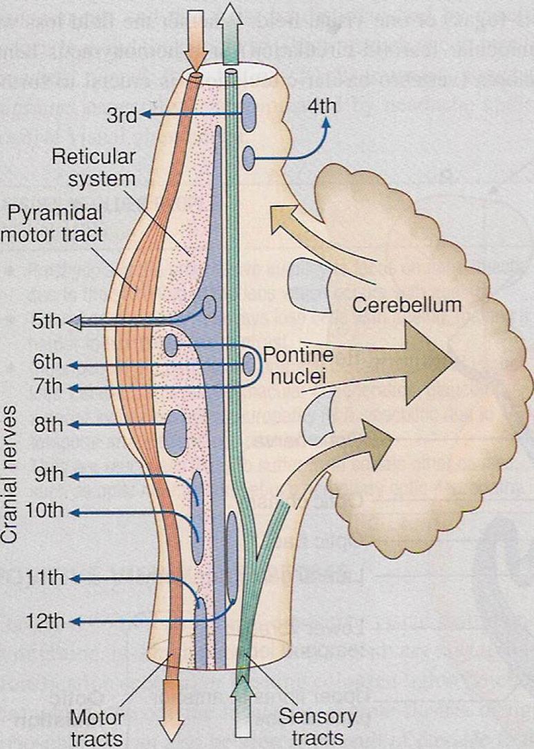 oventral layer of brainstem is motor in function.