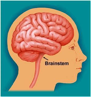 The brain stem is the lower part of the brain.