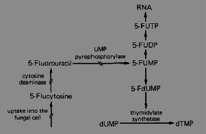 Flucytosine Fluorinated pyrimidine