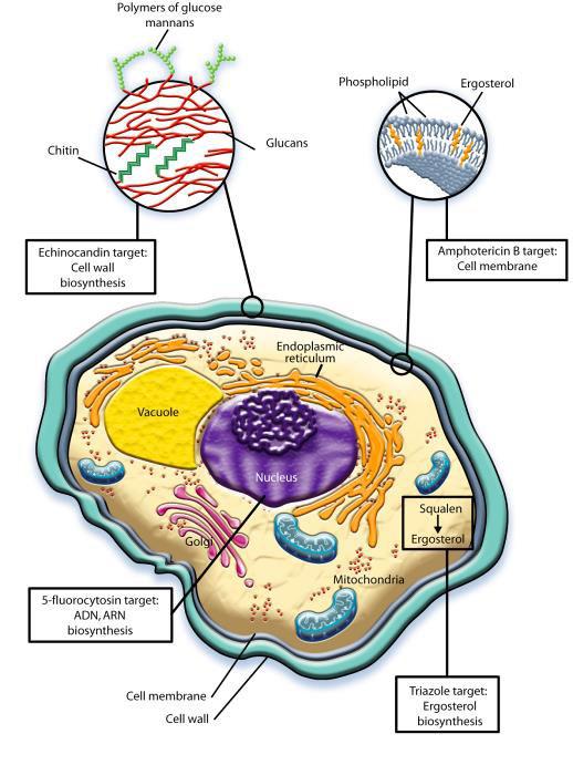 Cell membrane Fungi use principally