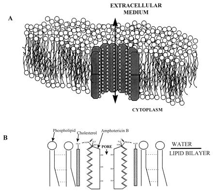 membrane Creates