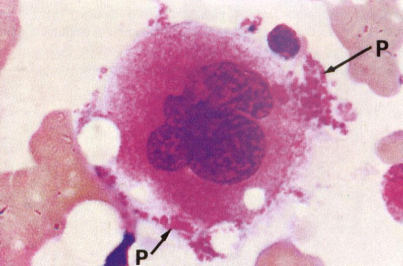 Megakaryocyte 3000 platelets Platelets Adult must make 10 11