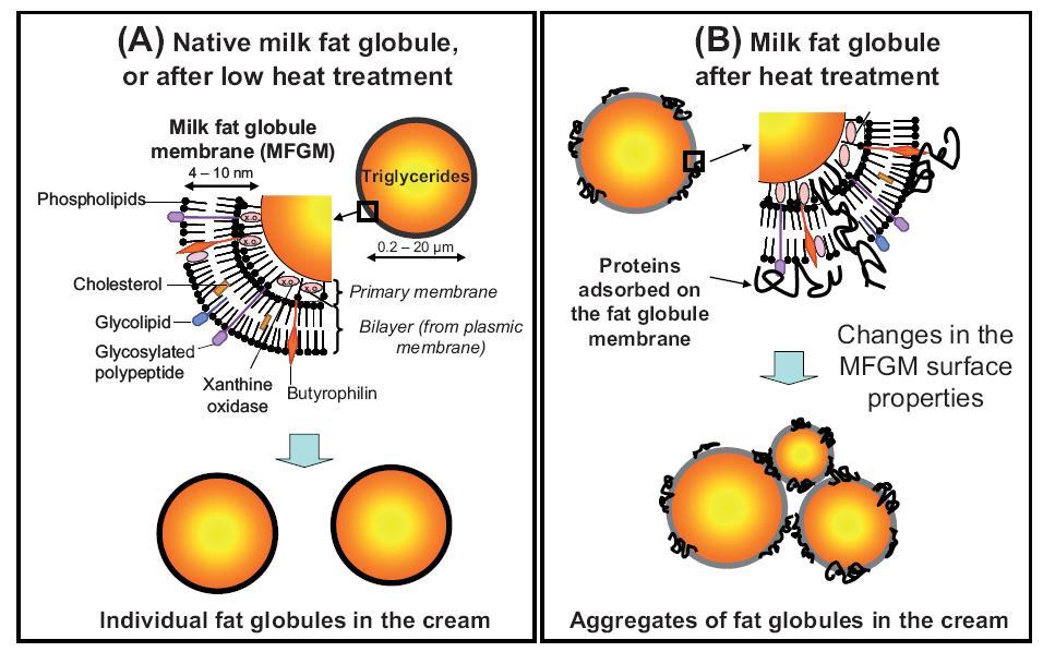 The milk fat globule membrane (MFGM) Effects