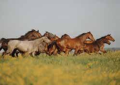 But an adequate supply of essential nutrients is crucial for these animals for the fertility of brood mares, for good physical development of young horses or for vitality of geriatric animals.
