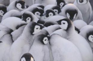 (b) The Antarctic winter is very cold. In the winter some species of penguin huddle together as shown in Photograph 2.