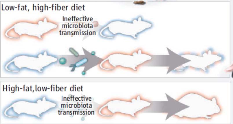 If fed an appropriate diet, mice harboring the obese microbiota, when cohoused with mice harboring the lean microbiota, are invaded by the lean microbiota and do not develop increased adiposity