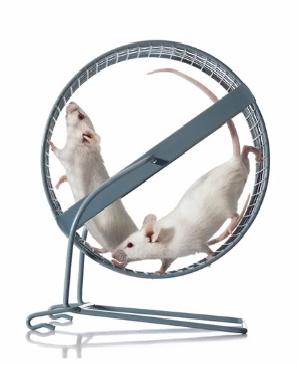 Exercise Findings in Experimental Animal Studies Rats eating 5% protein diet (as compared to a 20% protein diet):