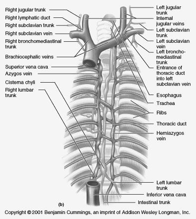 Chylomicrons and lymph are dumped via the thoracic duct into the left subclavian vein.