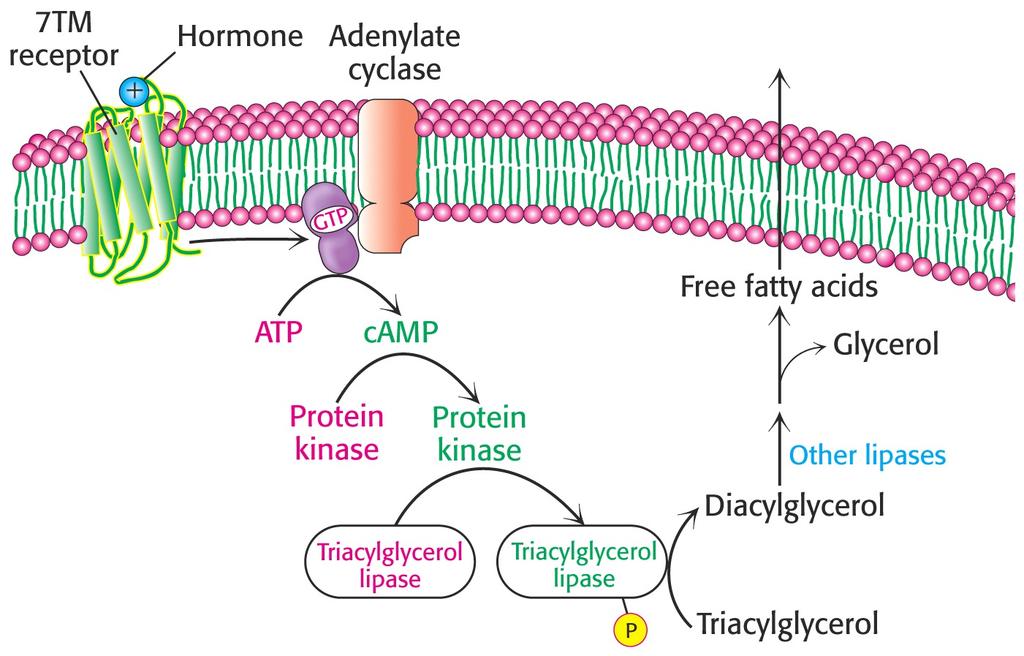 Fatty Acid Metabolism How are fatty acids made available to peripheral tissues as an energy source?