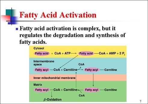 Lipid Metabolism Activation of Fatty Acids What must happen to fatty acids for them to be oxidized?