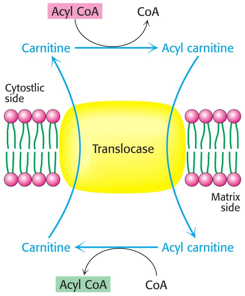 Fatty Acid Degradation What is the role of carnitine in fatty acid