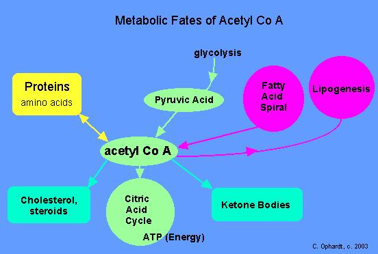 Acetyl-CoA alternative pathway The acetyl-coa produced by mitochondrial beta-oxidation of fatty acids enters the Kreb's cycle to produce energy, but that is not the only fate of acetyl-coa.