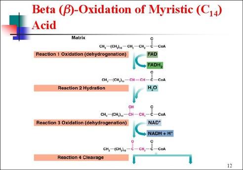 Fatty Acid Degradation - ATP Yield What are the products of fatty acid degradation?