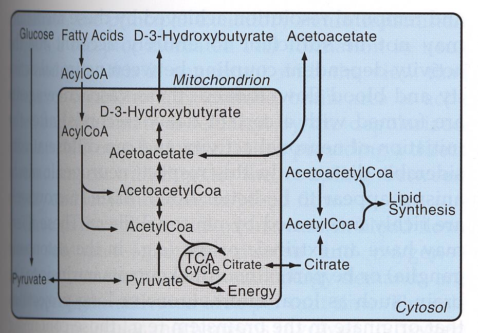 Ketone-bodies as energy substrates for the brain