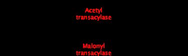 To start an elongation cycle, Acetyl CoA and Malonyl CoA are each transferred to an acyl carrier