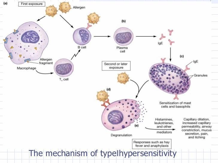Upon initial exposure to allergen antigen, B cells are stimulated to differentiate into plasma cells and produce specific IgE with the help of T cells.