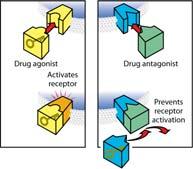 General Properties of Drugs Drugs commonly categorized by effects Drug action Drug effect Drug actions achieved by physiochemical interaction between drug and certain tissue components Exert multiple