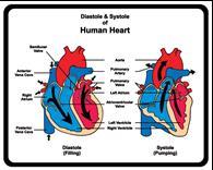 III. Heart Actions A. Introduction 1. Atrial systole is atrial contraction. 2. Ventricular diastole is ventricular relaxation. 3. Atrial diastole is atrial relaxation. 4.