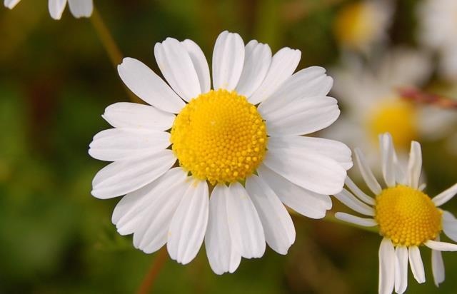 Chamomile Anti-inflammatory and anti-cancer properties Aids colic, diarrhea and eczema Soothes gastrointestinal irritations and helps