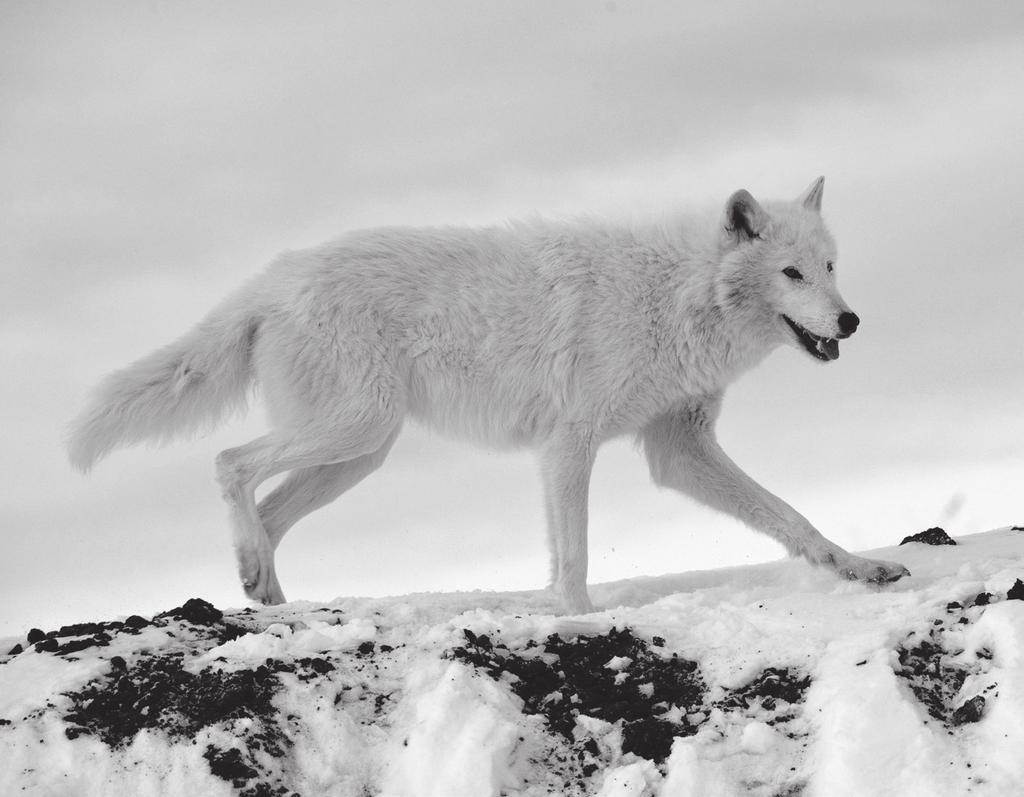 4 2 Fig. 2.1 shows an Arctic wolf, Canis lupus. These wolves are one of the few mammals adapted to the extreme cold of the tundra in the Canadian Arctic and in Alaska. Fig. 2.1 (a) (i) State two features, visible in Fig.