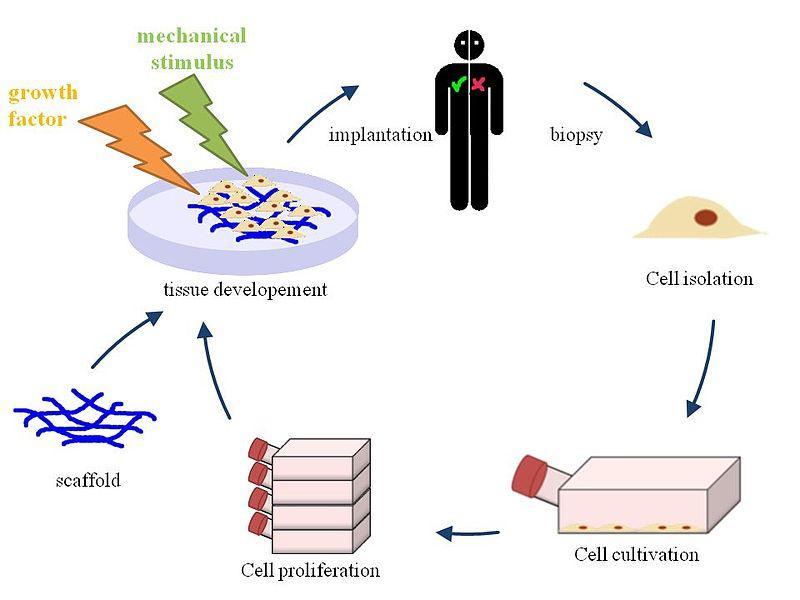 Stem Cell Based