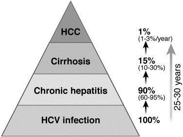 Cirrhosis 15% of HCV infected will develop cirrhosis after 30 years 1 An estimated 27% of cirrhosis is attributable to HCV 2 Liver cirrhosis (all causes) accounts for 1-2% of all deaths in Europe